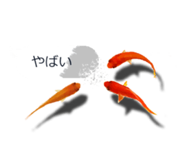 Goldfish to talk sticker #10024682