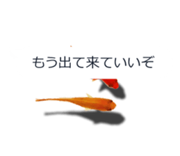 Goldfish to talk sticker #10024692