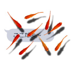 Goldfish to talk sticker #10024694