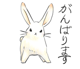 light-colored rabbit sticker #10029421