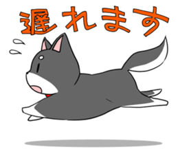 Fun black Shiba sticker #10032686