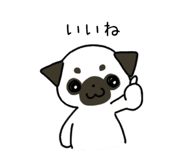 ShiroPug(White pug) sticker #10035867