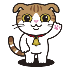 ALICE the Scottish Fold Cat