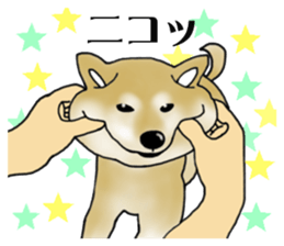 Shiba Inu Aruaru Sticker sticker #10041071