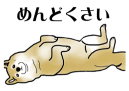 Shiba Inu Aruaru Sticker sticker #10041074