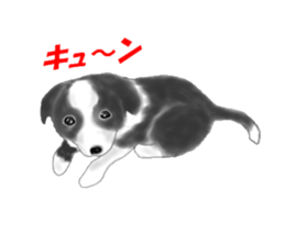 border collie puppy sticker #10043688