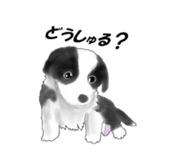 border collie puppy sticker #10043689
