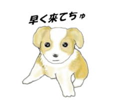 border collie puppy sticker #10043691