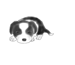 border collie puppy sticker #10043693
