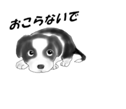 border collie puppy sticker #10043694