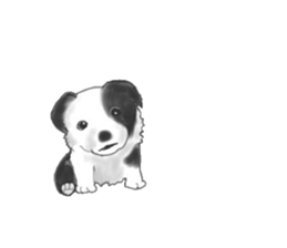 border collie puppy sticker #10043696