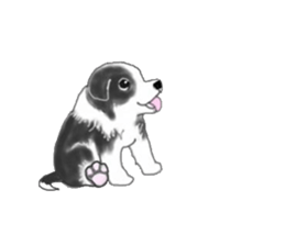 border collie puppy sticker #10043699