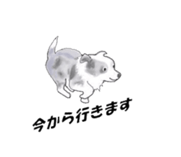 border collie puppy sticker #10043701