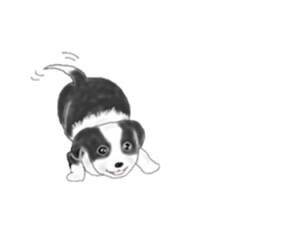 border collie puppy sticker #10043702