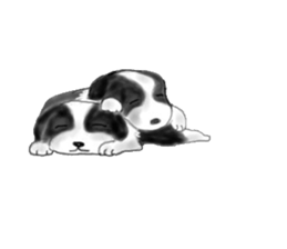 border collie puppy sticker #10043703