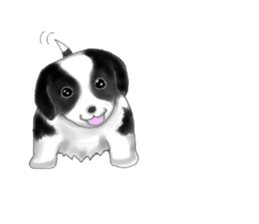 border collie puppy sticker #10043704