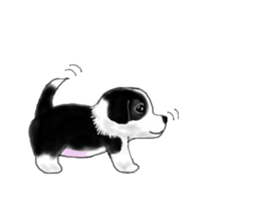 border collie puppy sticker #10043705