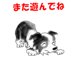 border collie puppy sticker #10043715