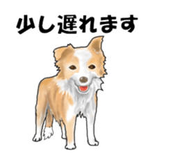 border collie puppy sticker #10043721