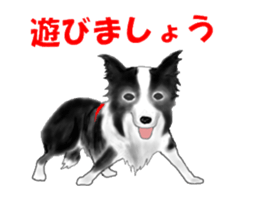 border collie puppy sticker #10043722