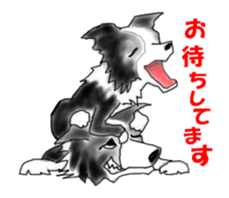 border collie puppy sticker #10043723