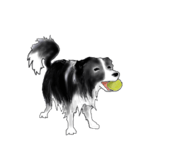 border collie puppy sticker #10043724