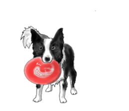 border collie puppy sticker #10043725