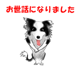 border collie puppy sticker #10043726
