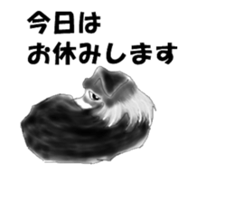 border collie puppy sticker #10043727