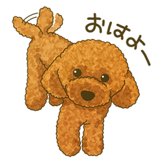 Toto the Toy poodle