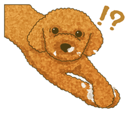 Toto the Toy poodle sticker #10052223