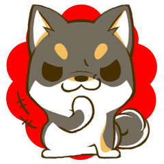 Japanese Black Shiba Inu tan 2