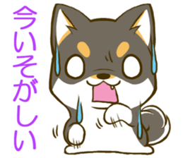 Japanese Black Shiba Inu tan 2 sticker #10056823