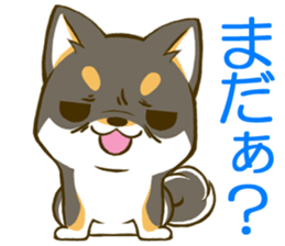 Japanese Black Shiba Inu tan 2 sticker #10056842