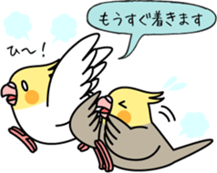Cockatiel "Okame-inko" sticker #10057619