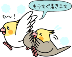 Cockatiel "Okame-inko" sticker #10057619