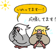 Cockatiel Okame Inko By Mamelurihakotori Cockatiel Okame Inko By Mamelurihakotori