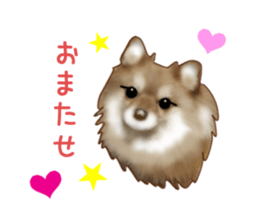 PON.de.Pomeranian4 sticker #10061420