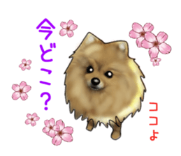 PON.de.Pomeranian4 sticker #10061428