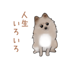PON.de.Pomeranian4 sticker #10061436