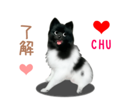 PON.de.Pomeranian4 sticker #10061440