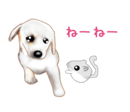 PON.de.Pomeranian4 sticker #10061444