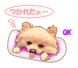 PON.de.Pomeranian4 sticker #10061447