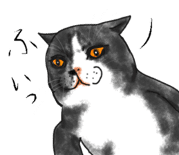 British Shorthair fat cat sticker #10072797