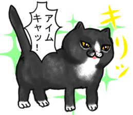 British Shorthair fat cat sticker #10072799