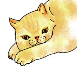British Shorthair fat cat sticker #10072804