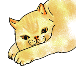 British Shorthair fat cat sticker #10072804