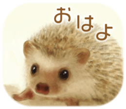 BOCKLE  -The hedgehog- sticker #10084936