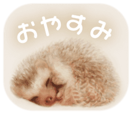 BOCKLE  -The hedgehog- sticker #10084937