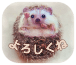 BOCKLE  -The hedgehog- sticker #10084938